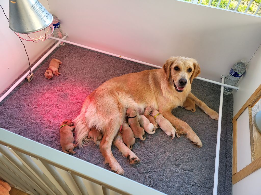 Chiot Golden Retriever De La Constellation D'Oracy